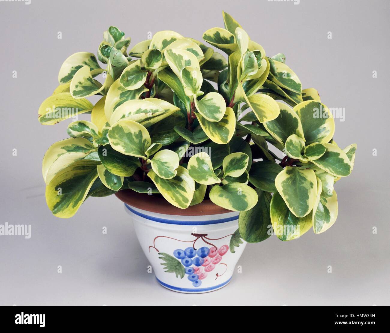 Visage de bébé ou d'rubberplant poivre (Peperomia obtusifolia variegata), Piperaceae. Banque D'Images