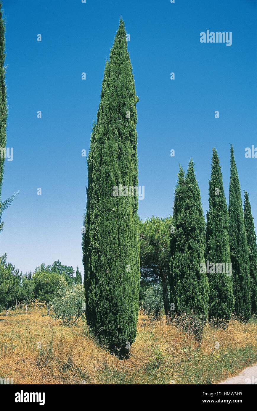 botanique-arbres-cupressaceae-cypr-s-cupressus-sempervirens-photo