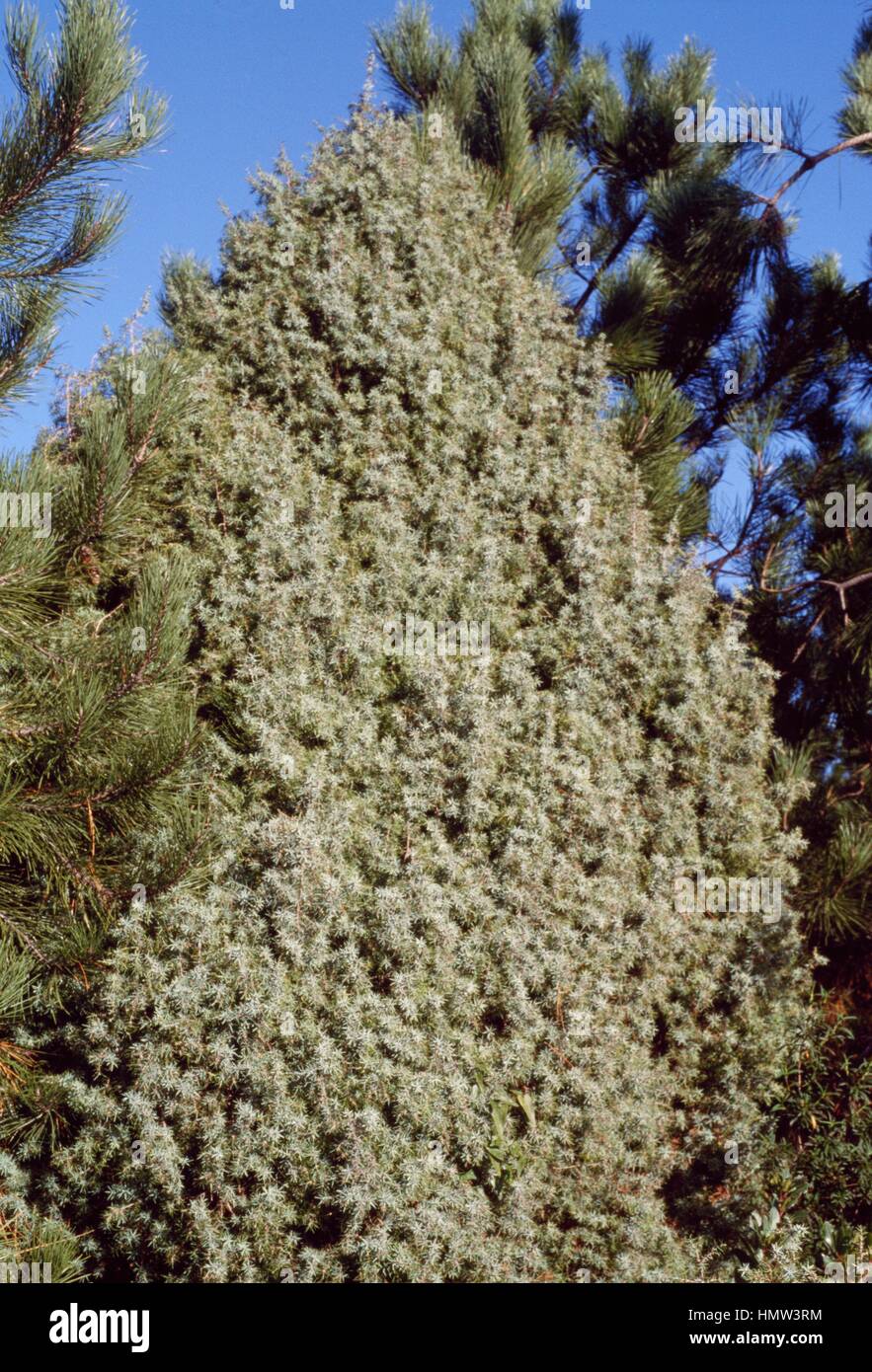 Le figuier de genévrier (Juniperus oxycedrus), Cupressaceae. Banque D'Images