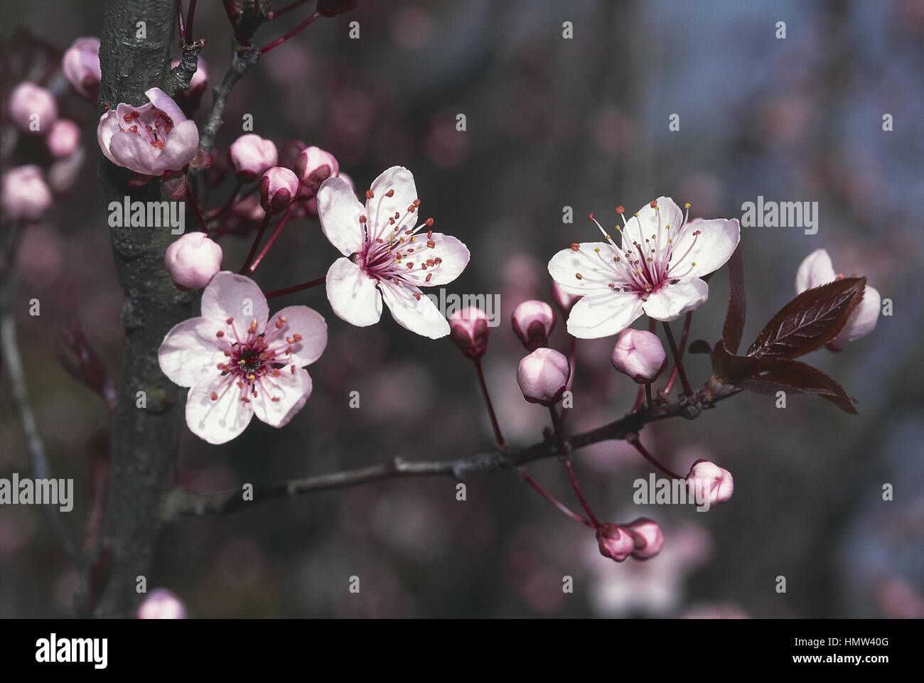 Botanique - Arbres - Rosaceae. Cherry Plum (Prunus cerasifera pissardii var.). Fleurs Banque D'Images