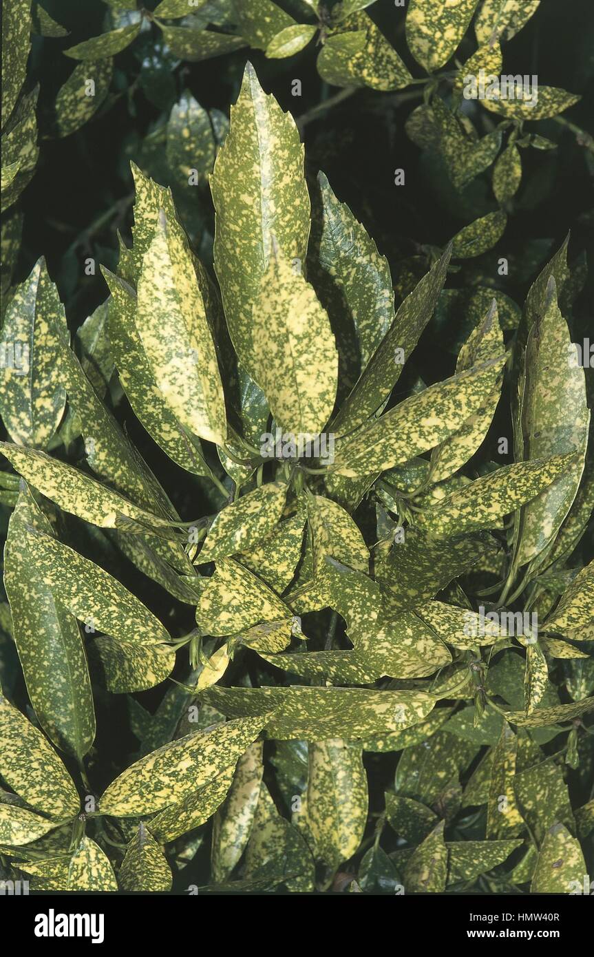- Botanique - Cornaceae (Aucuba Aucuba japonica), close-up de feuilles Banque D'Images
