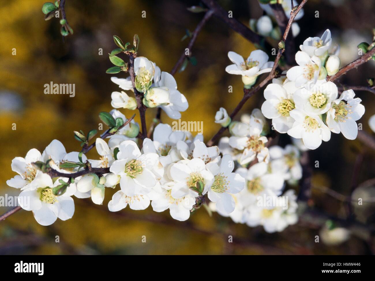 Flowering quince, blanc ou blanc cognassier japonais mugua mugua blanc (Chaenomeles), Rosaceae. Banque D'Images