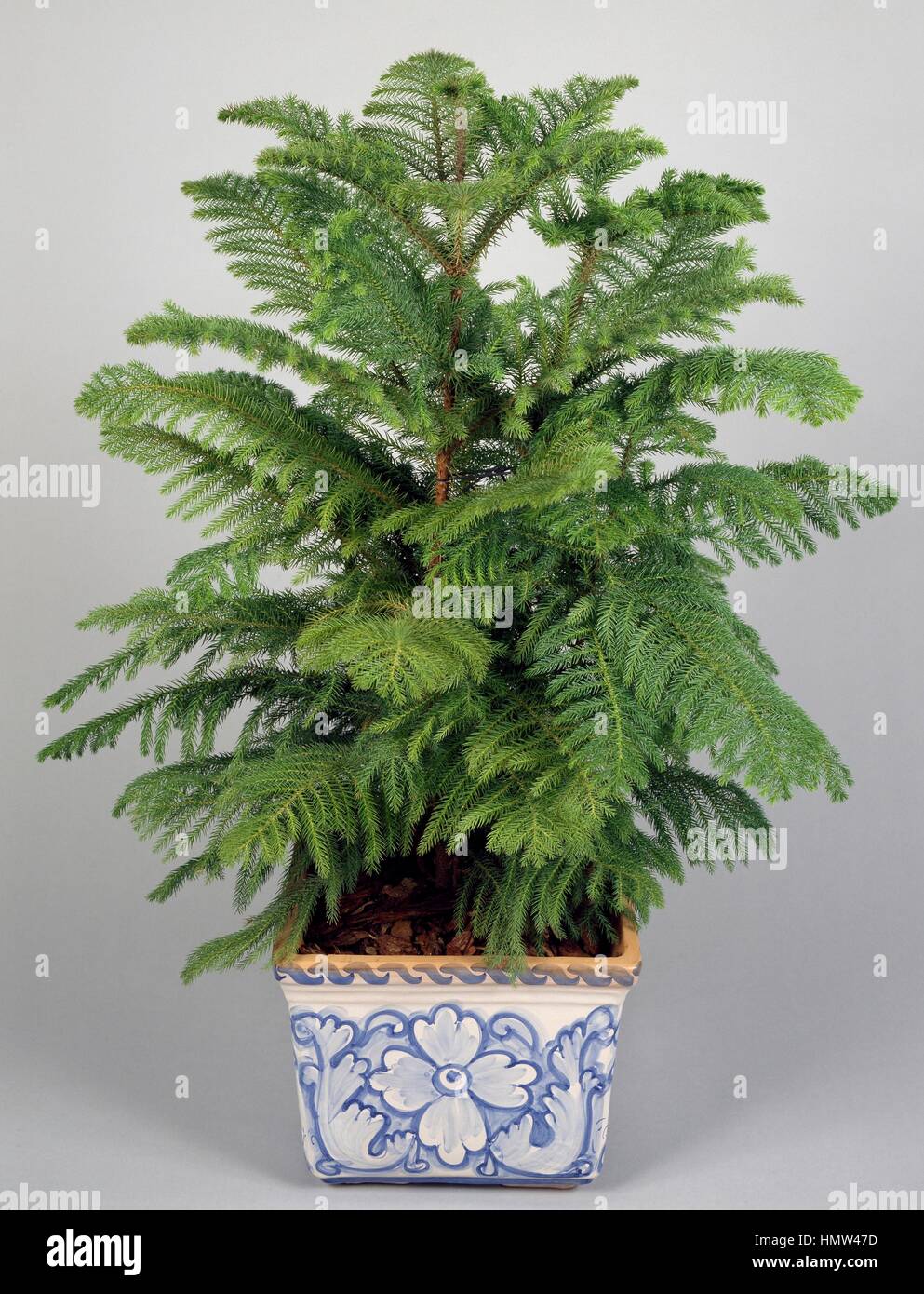 Île Norfolk Araucaria excelsa (pin), Araucariaceae. Banque D'Images
