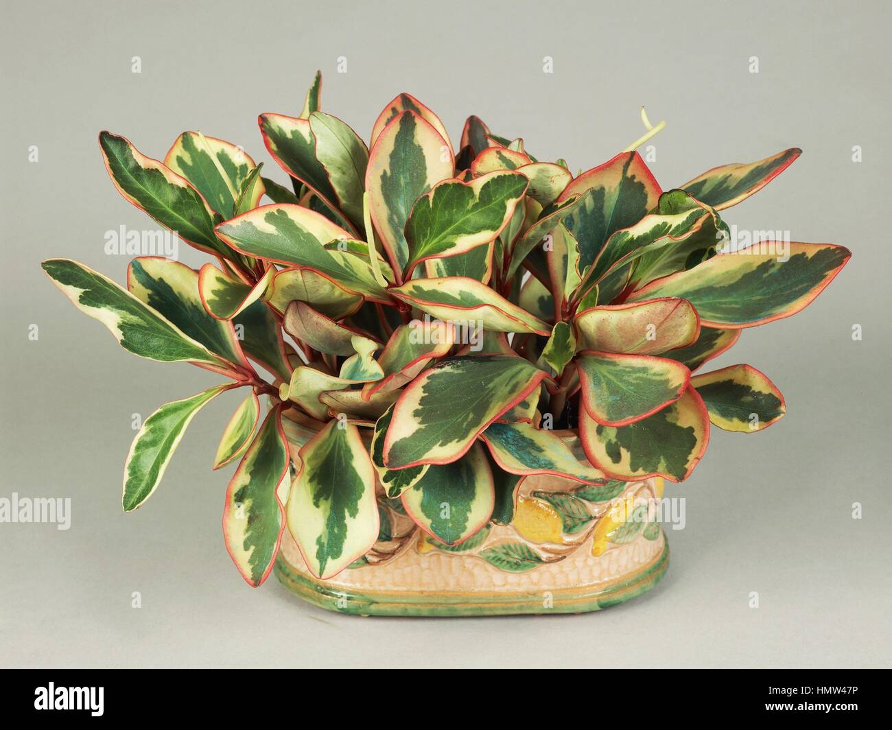 Visage de bébé ou d'rubberplant poivre (Peperomia obtusifolia), Piperaceae. Banque D'Images