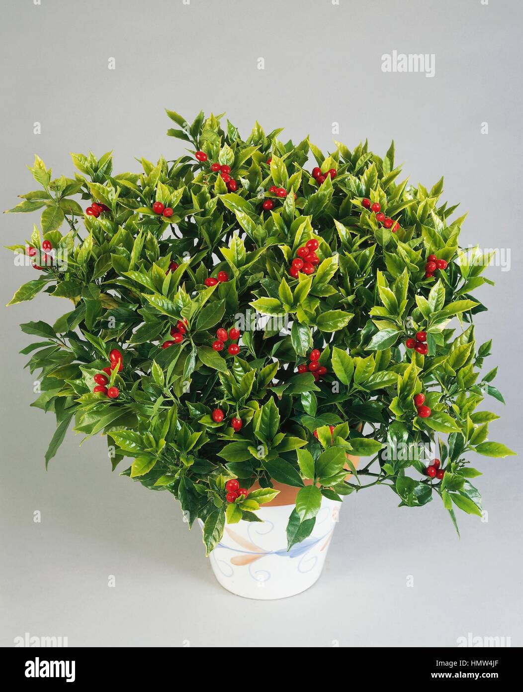 Repéré laurel ou Japonais laurel (Aucuba japonica Rozannie), Garryaceae. Banque D'Images