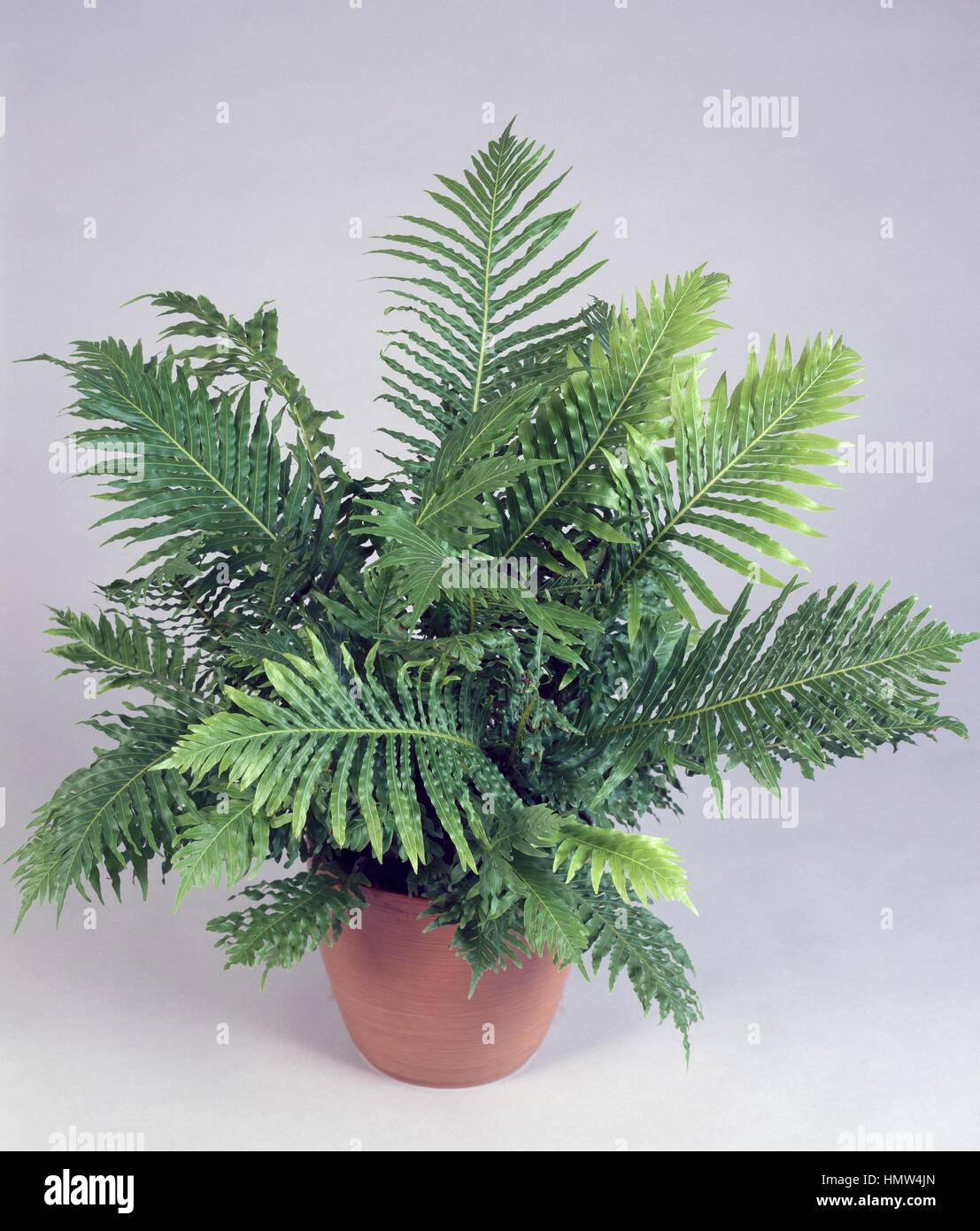 Lomaria gibba (Nephrolepis blechnum Gibbum), Nephrolepidaceae. Banque D'Images