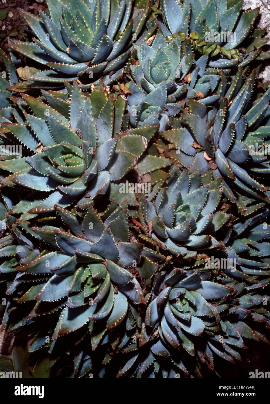 À l'aloès (Aloe brevifolia), Liliaceae. Banque D'Images