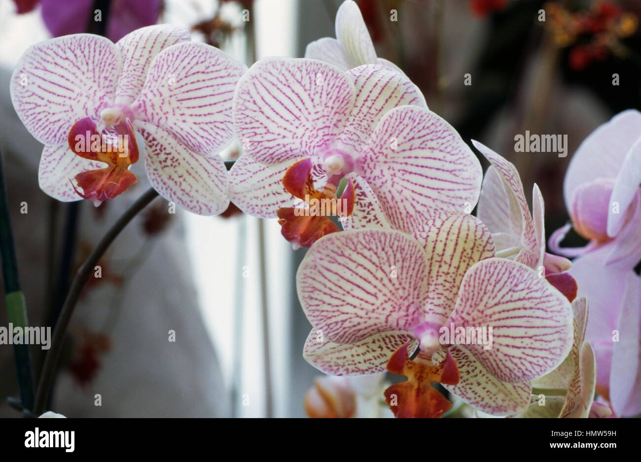 Sabot de Vénus (Paphiopedilum sp.), Orchidaceae. Banque D'Images