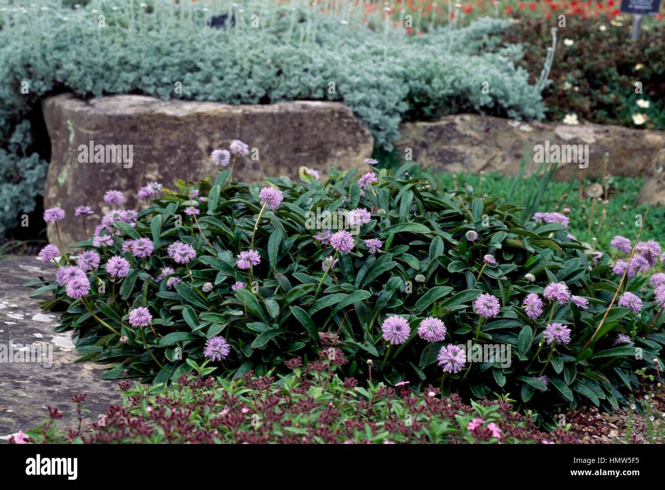 Daisy (Globe Globularia gracilis), Plantaginaceae. Banque D'Images