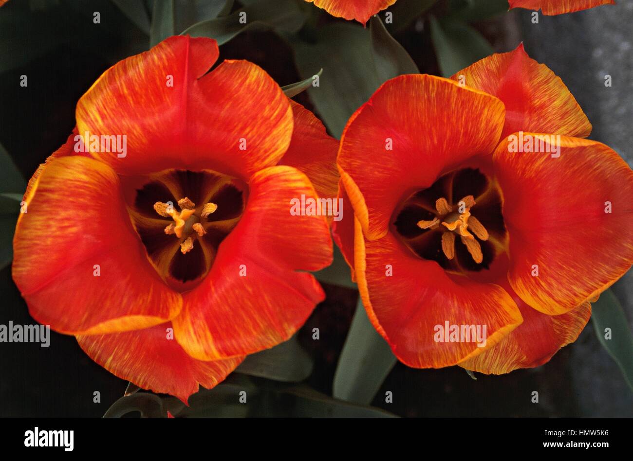 Tulip (Tulipa greigii United States), Liliaceae. Banque D'Images