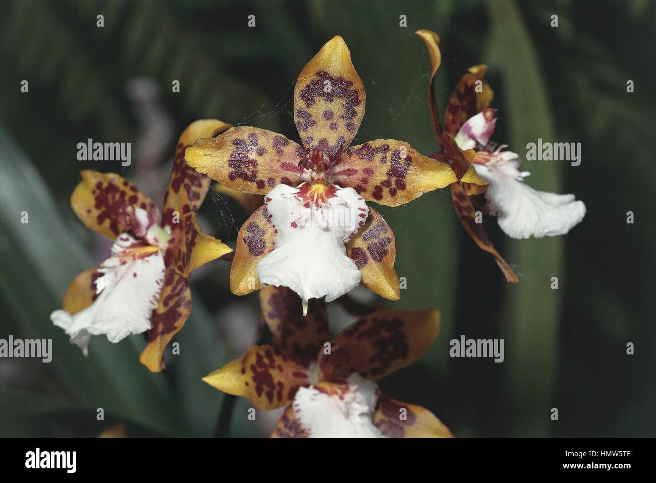 Botanique - Orchidaceae. Odontoglossum. (Odontoglossum rosii magus) Banque D'Images