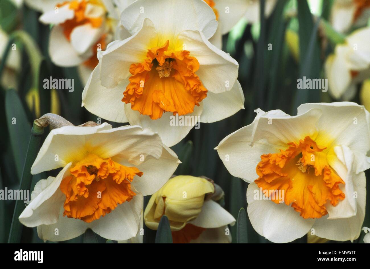 Narcisse ou jonquille (Narcissus Gentle Giant), Amaryllidaceae. Banque D'Images