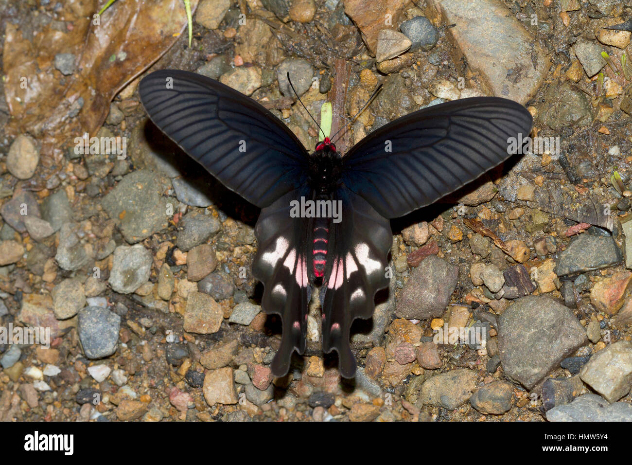 Grand Mormon Papilio memnon), Parc national de Kaeng Krachan, Phetchaburi, Thailand Banque D'Images