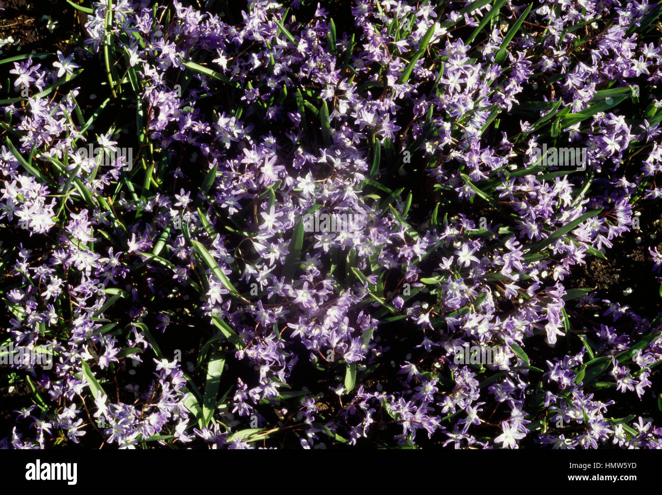 Lucile's glory-de-la-neige (Chionodoxa Chionodoxa luciliae ou gigantea), Asparagacées. Banque D'Images