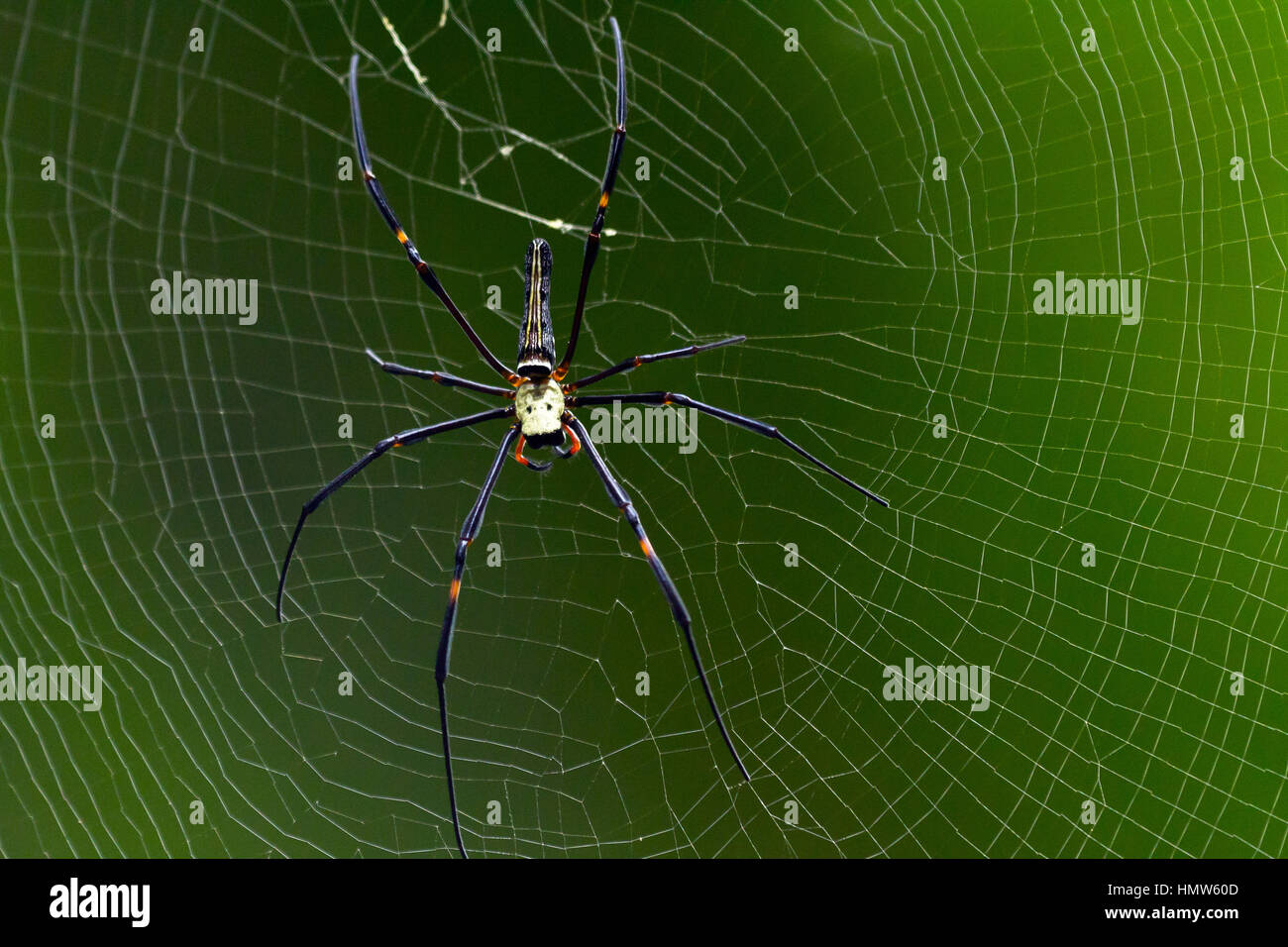 Le nord du golden orb weaver (Nephila pilipes) dans web, Kaeng Krachan, Phetchaburi, Thailand Banque D'Images