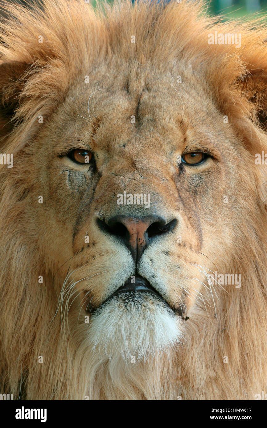 L'African lion (Panthera leo), homme, portrait, captive, Royaume-Uni Banque D'Images