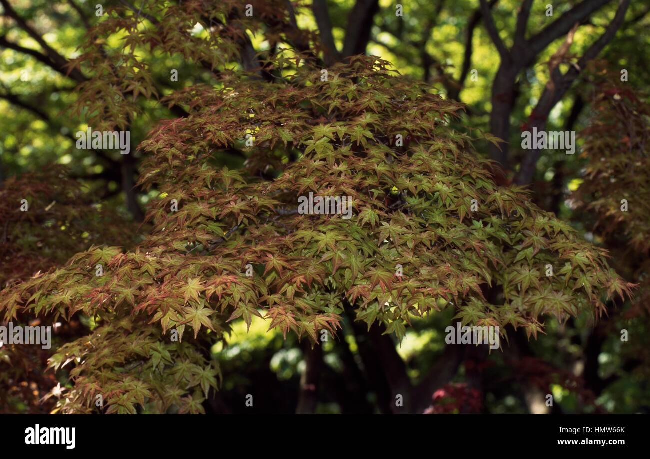 Feuilles d'érable japonais (Acer palmatum Amélioration Chisho), Aceraceae-Sapindaceae. Banque D'Images