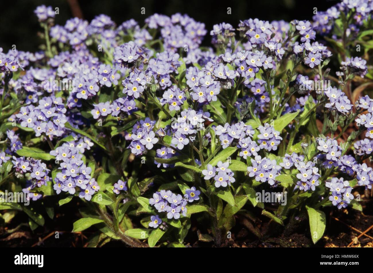 Alpine forget-me-not (Myosotis alpestris), Boraginacées. Banque D'Images