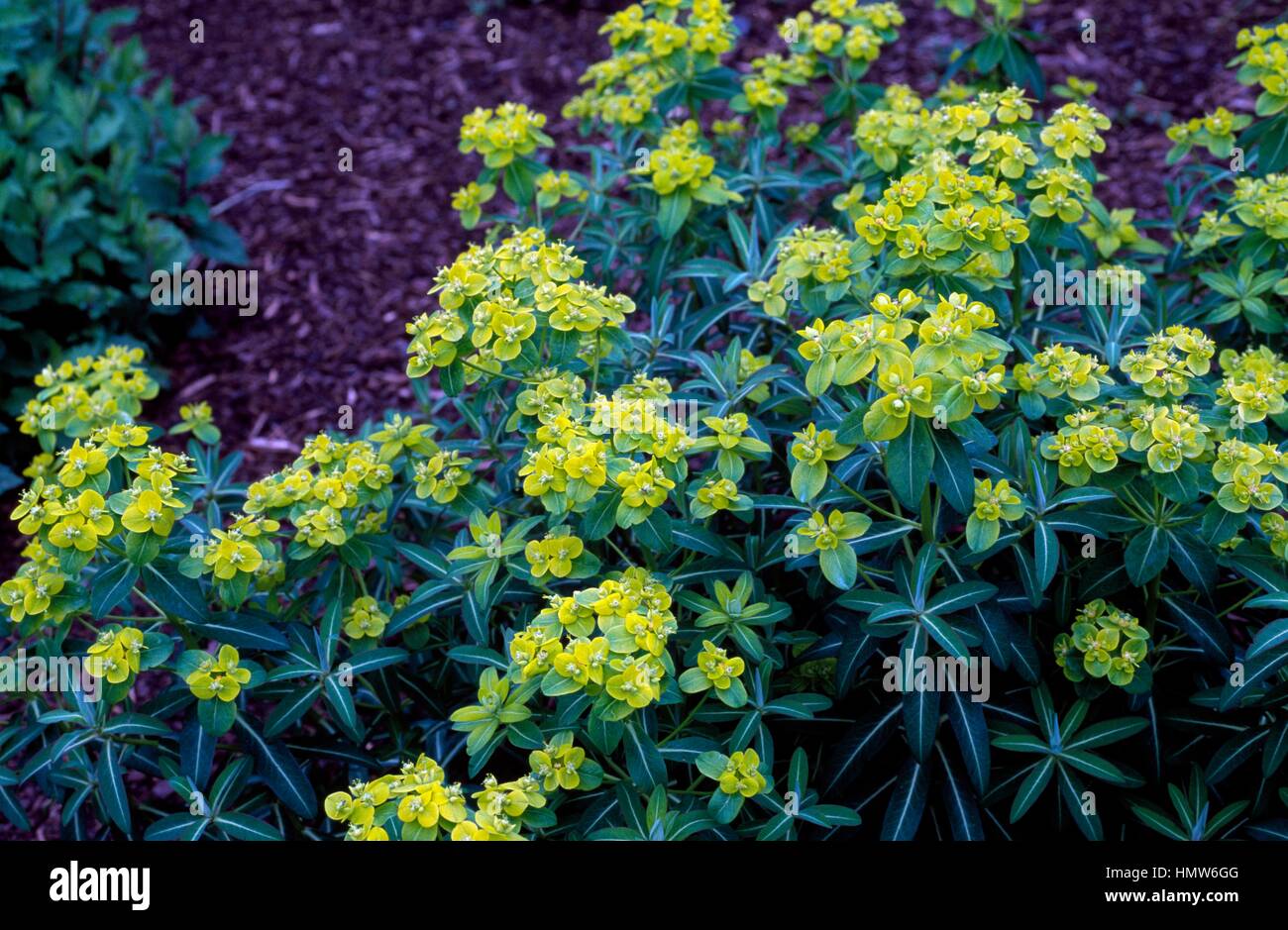 Euphorbia cognata, Euphorbiaceae. Banque D'Images