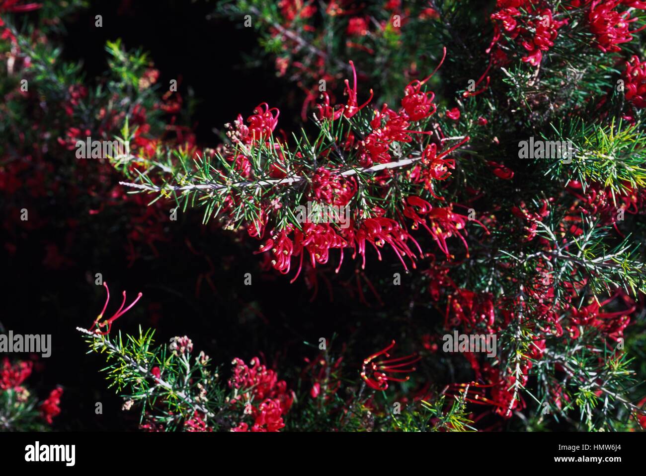 Scarlet Spider Flower Grevillea (Sprite), Proteaceae. Banque D'Images