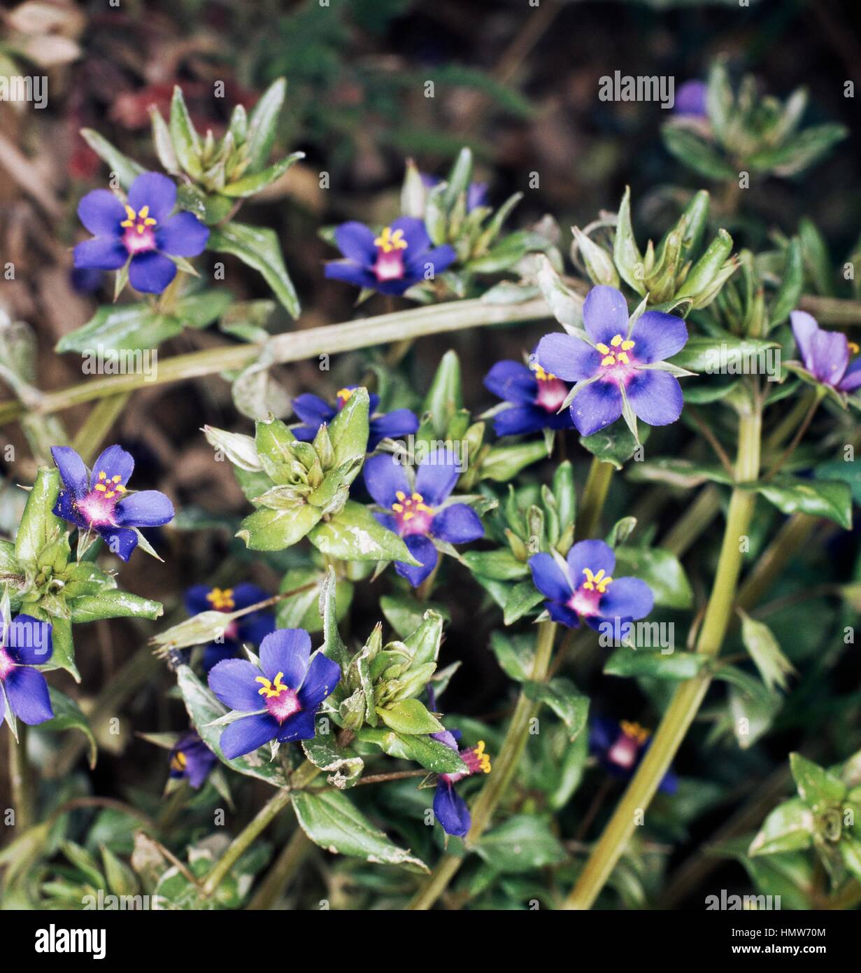 Poorman's Weatherglass (Anagallis foemina Anagallis coerulea ou ou Lysimachia foemina), Myrsinaceae. Banque D'Images