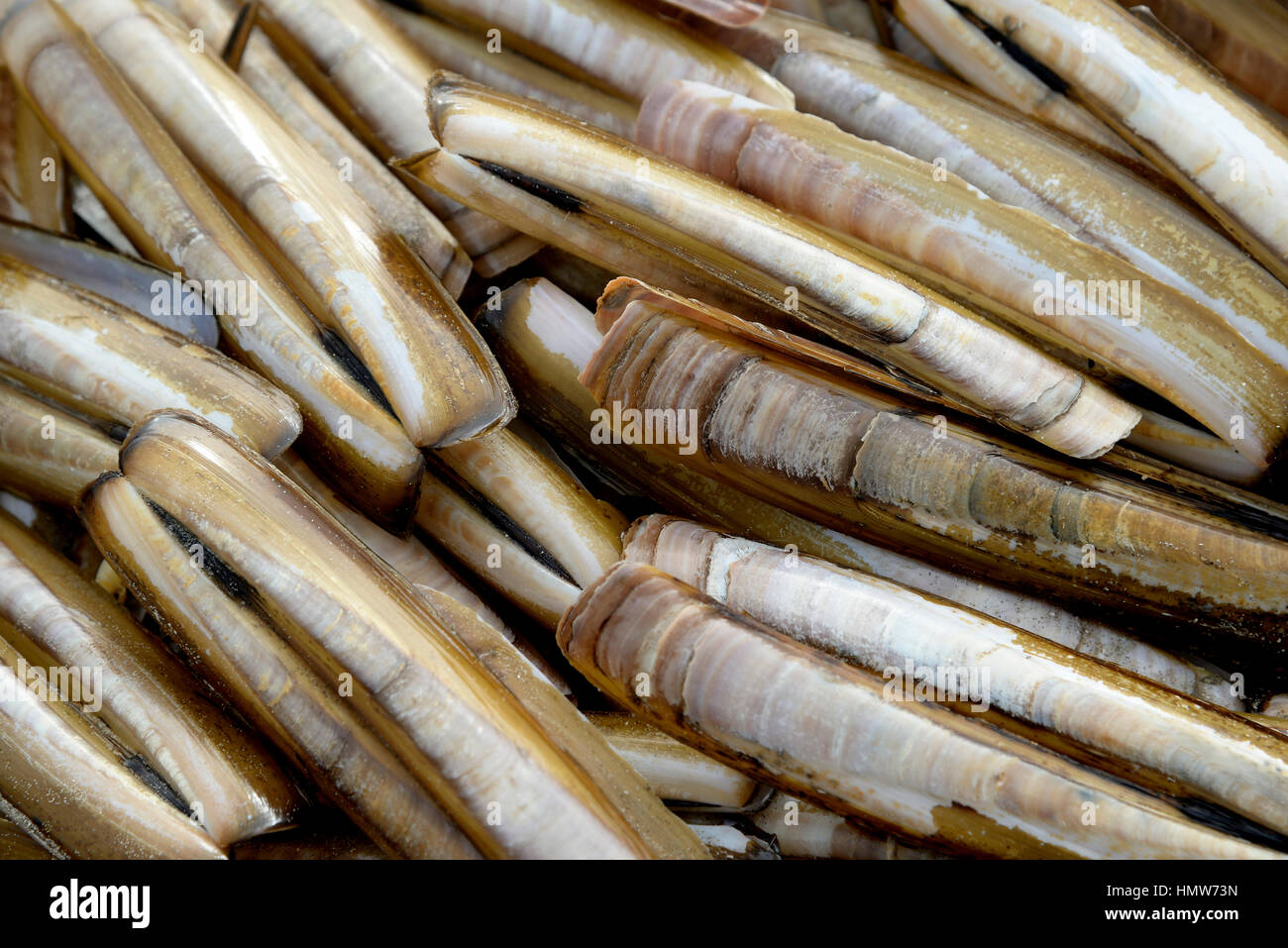 Atlantic jackknife clam (Ensis directus), des coquilles vides, Norderney, îles de la Frise orientale, Basse-Saxe, Allemagne Banque D'Images