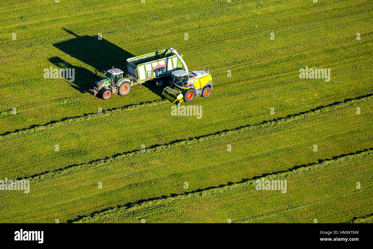 La récolte du foin avec la tondeuse et tracteur avec remorque, vue aérienne, Bad Fredeburg, Coesfeld, Schmallenberg Banque D'Images