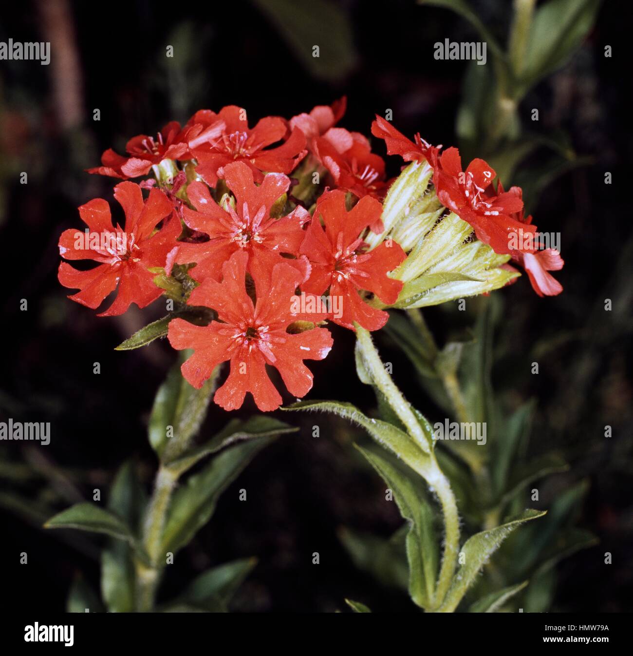 La croix maltaise (Lychnis chalcedonica ou Silene chalcedonica), Caryophyllaceae. Banque D'Images