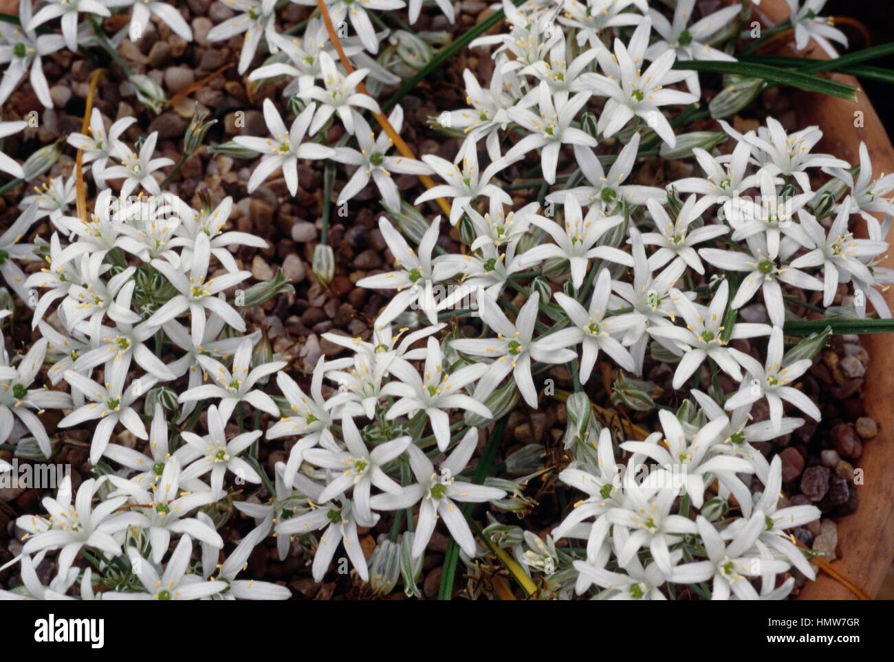 Star-de-Bethléem (Ornithogalum sigmoideum), Liliaceae. Banque D'Images