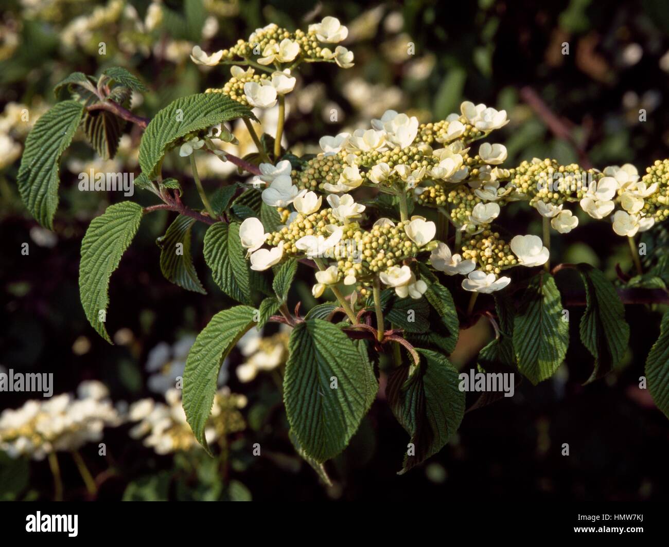 (Viburnum Viburnum sp), Adoxaceae. Banque D'Images