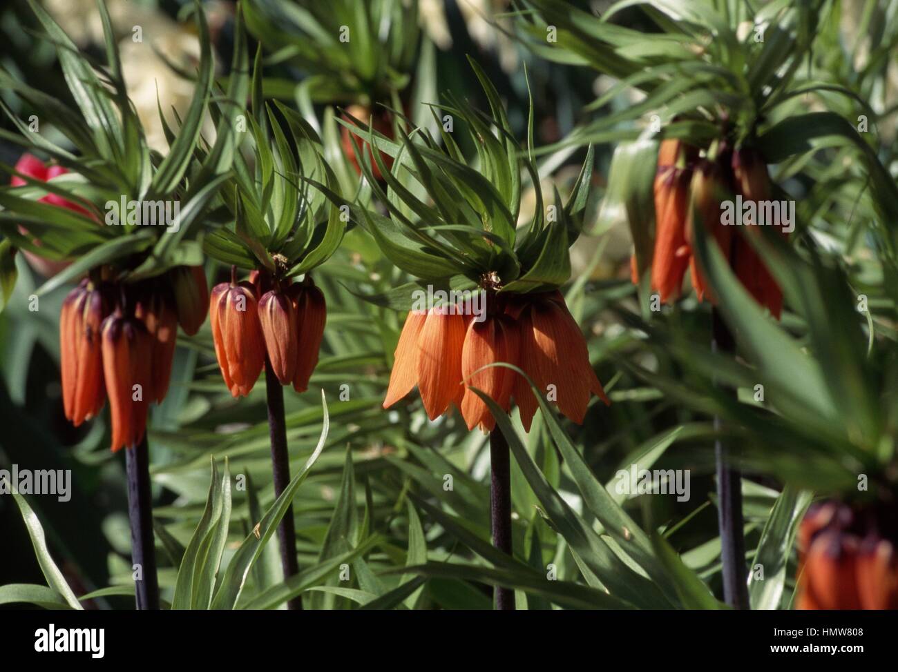 Couronne impériale ou de la couronne du Kaiser (Fritillaria imperialis) du Premier Ministre, Liliaceae. Banque D'Images