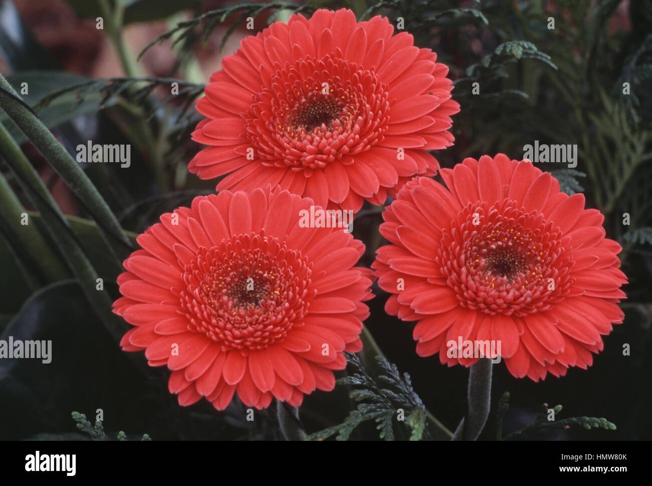 Gerbera Gerbera Daisy ou de l'Afrique (Top Gun), de la famille des Astéracées. Banque D'Images