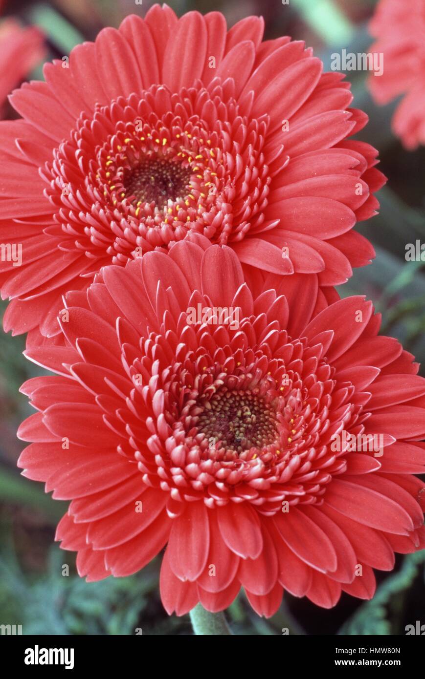 Gerbera Gerbera Daisy ou de l'Afrique (Top Gun), de la famille des Astéracées. Banque D'Images