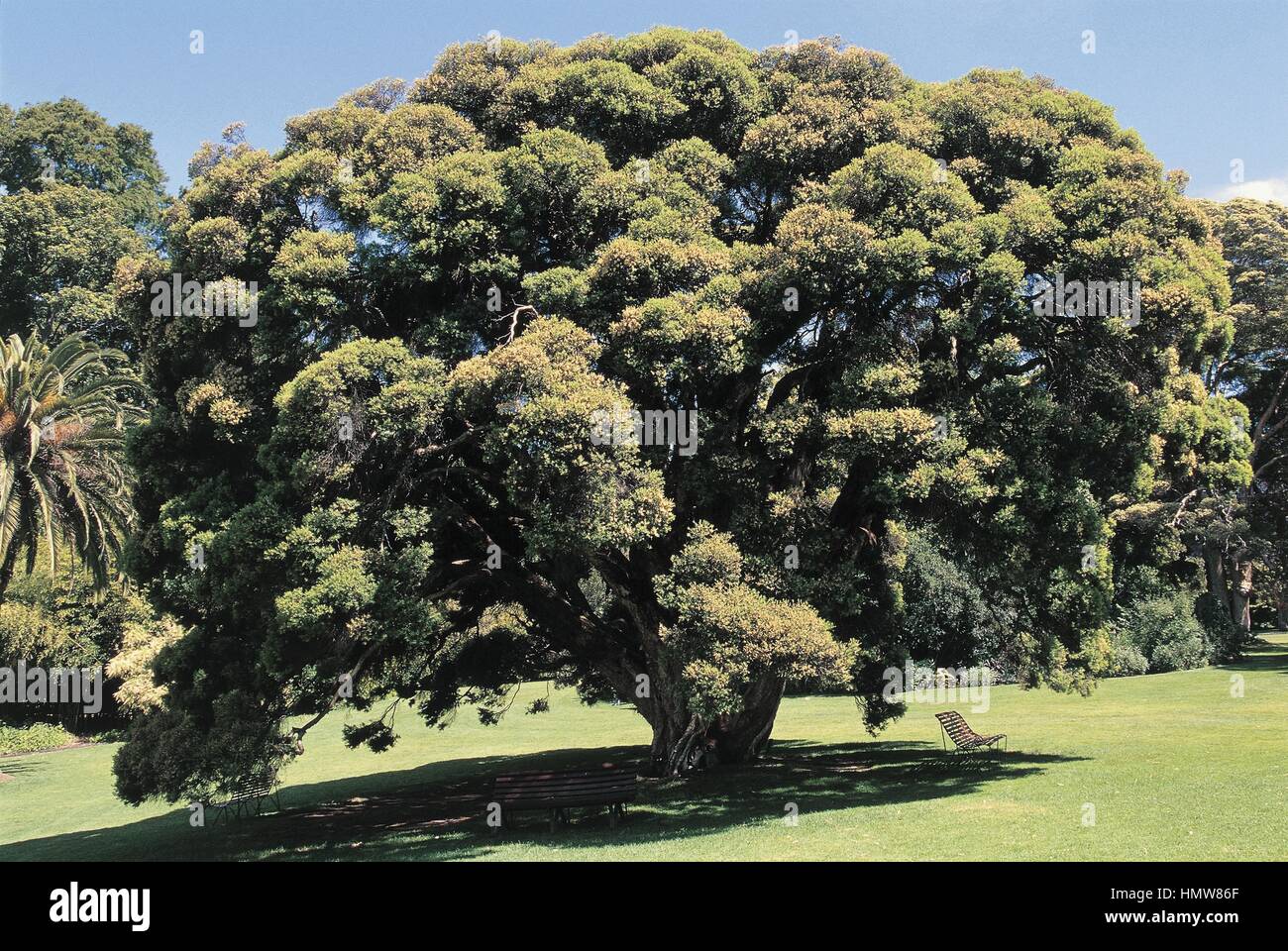 Botanique - Arbres - Myrtaceae. Arbre généalogique Cajeput (Melaleuca linariifolia) Banque D'Images