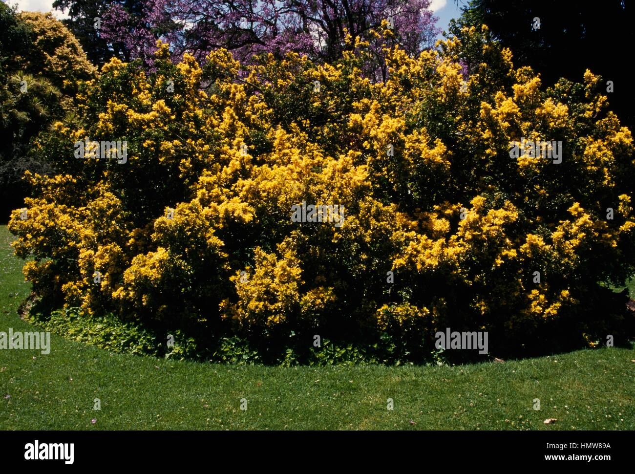 La fusée japonaise (Euonymus japonicus) Aureomarginata, Celastraceae. Banque D'Images