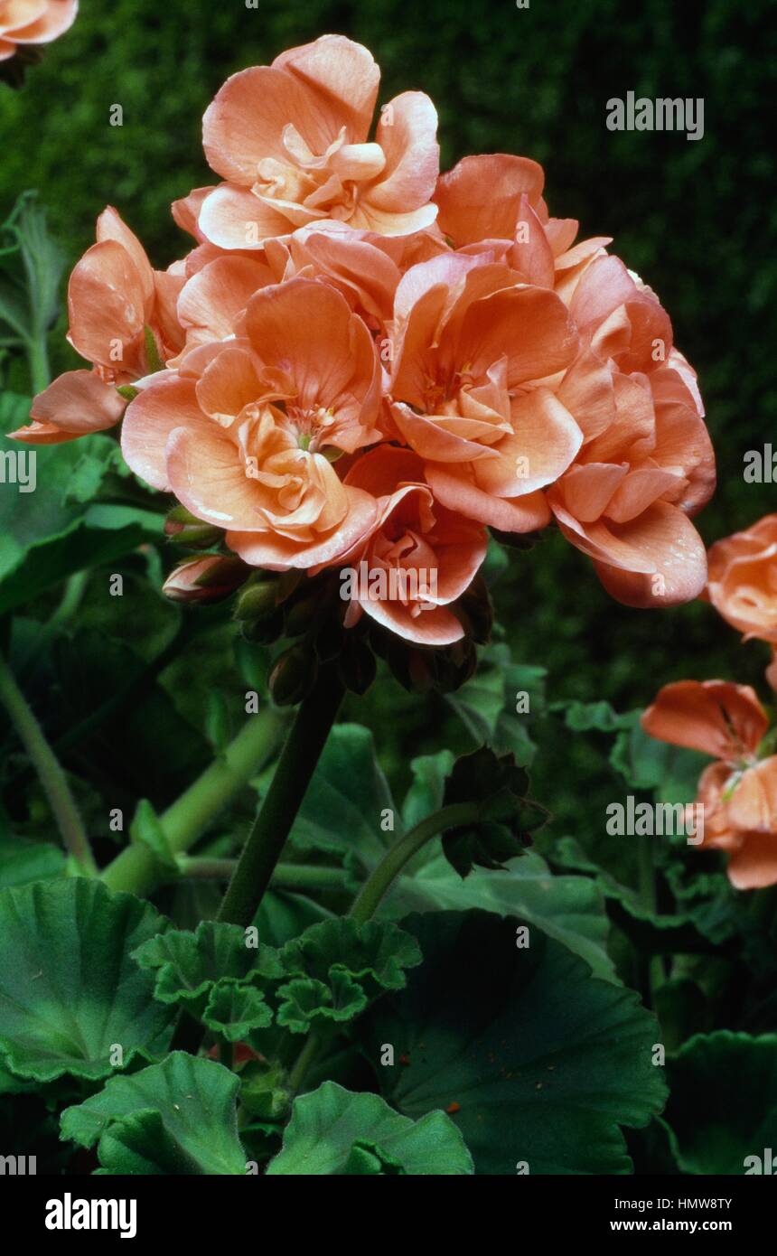 Horseshoe géranium ou Horseshoe (loi de cigogne Pelargonium zonale), Géraniacées. Banque D'Images