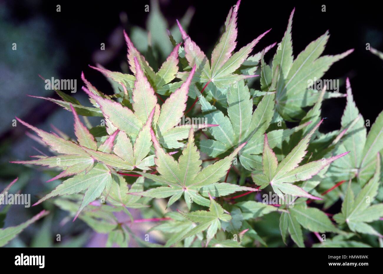 L'écorce des feuilles d'érable (Acer palmatum Sango Kaku), Acerarceae. Banque D'Images