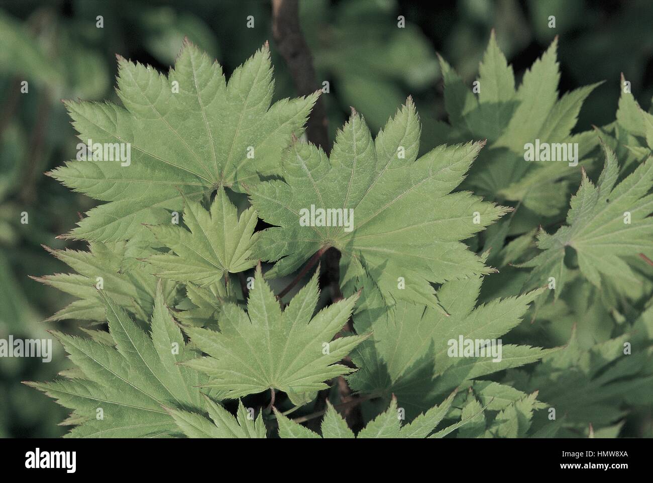 Botanique - Aceraceae. Pleine lune d'érable (Acer shirasawanum 'Aureum'). Quitte Banque D'Images