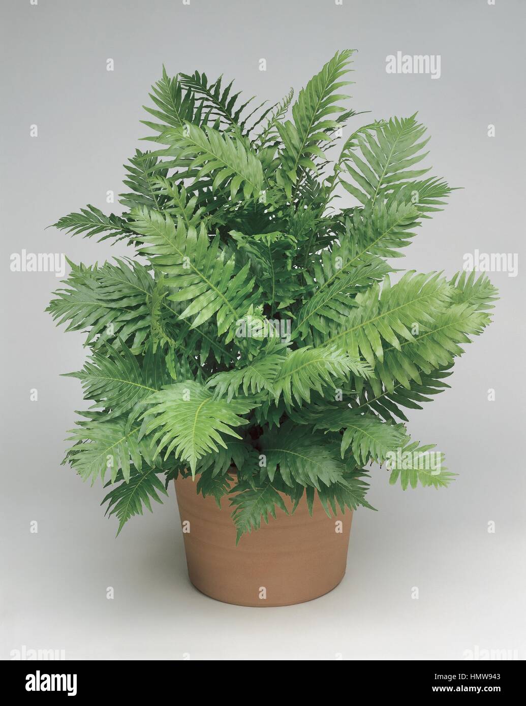 Plantes d'intérieur - Blechnaceae. Midsorus (fougère Blechnum gibbum). Banque D'Images