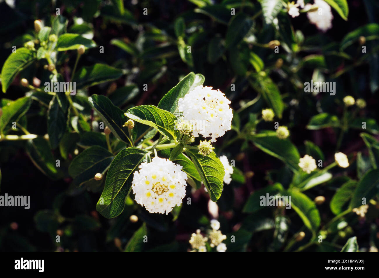 Lantana sp, Verbenaceae. Banque D'Images