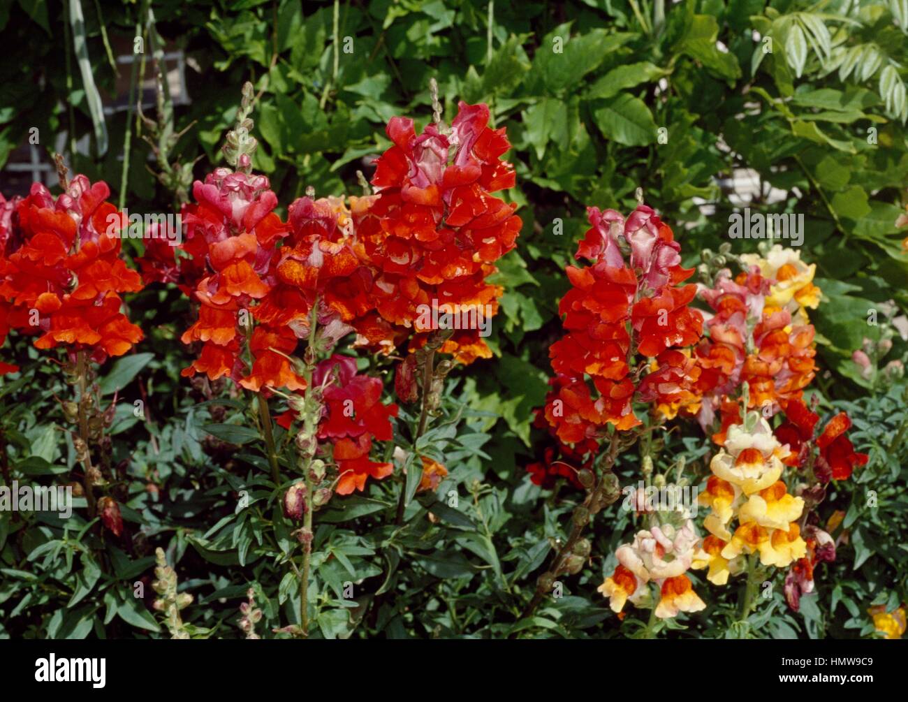 Muflier commun (Antirrhinum majus), Scrophulariaceae. Banque D'Images