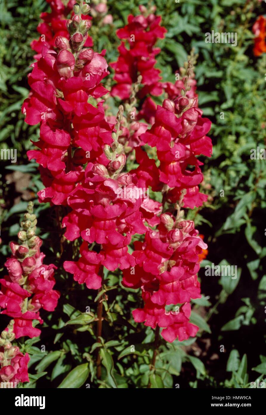 Muflier (Antirrhinum majus commun Popette), Scrophulariaceae. Banque D'Images
