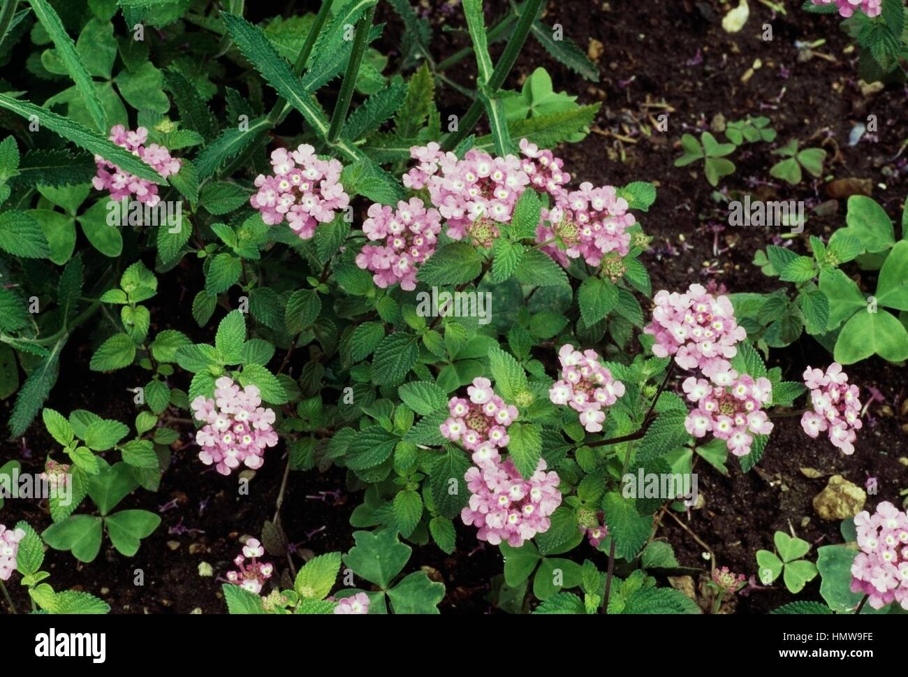 Des Shrubverbena selowiana ou Lantana (Lantana montevidensis), Verbenaceae. Banque D'Images