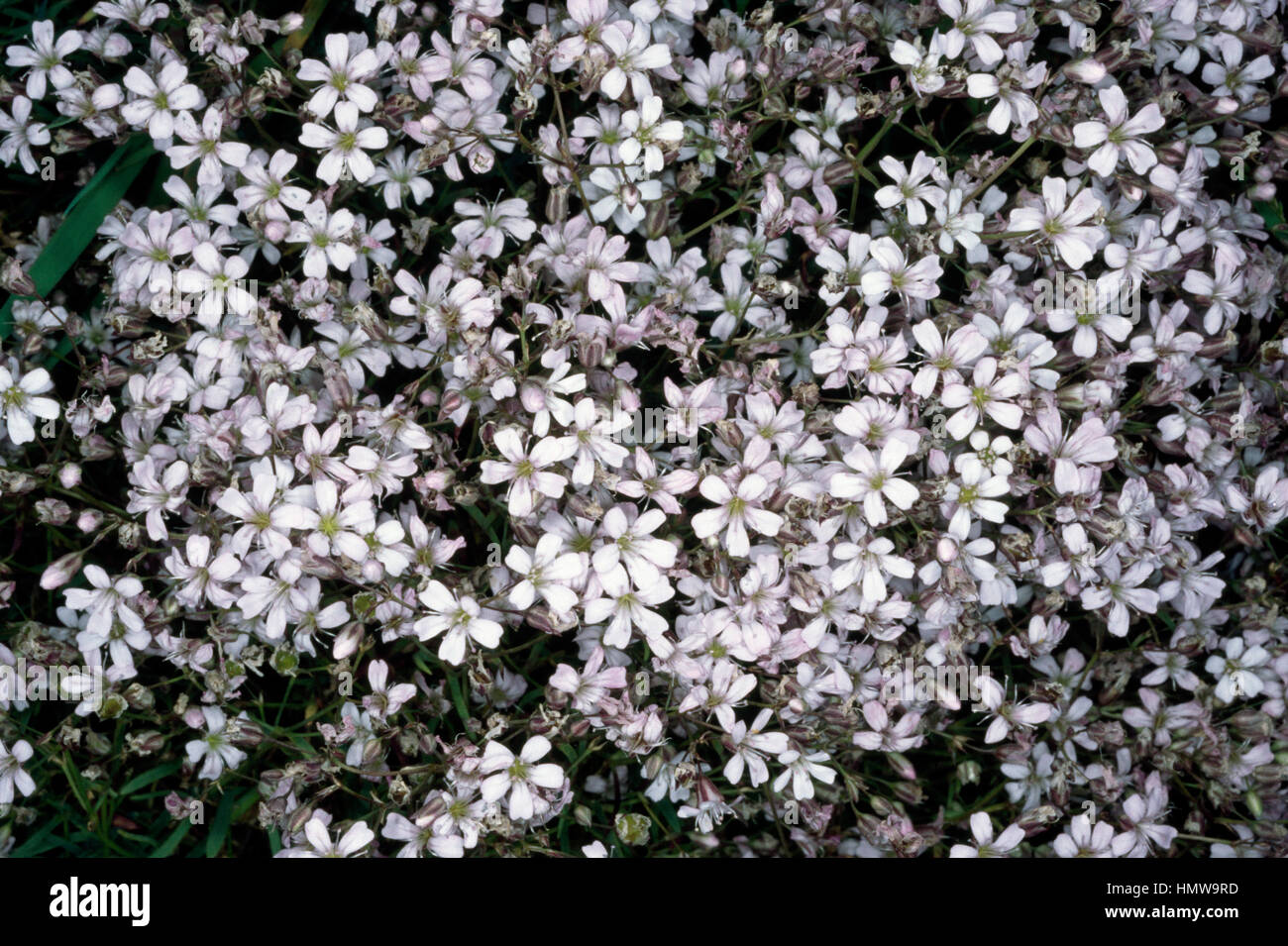 Creeping Baby's-breath ou alpines (gypsophile Gypsophila repens), Caryophyllaceae. Banque D'Images