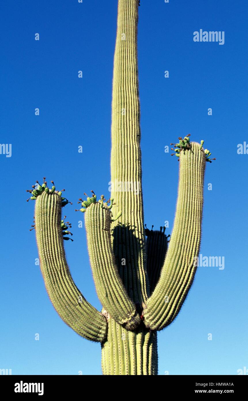 Saguaro (Carnegiea gigantea), Cactaceae, désert de Sonora, environs de Tucson, Arizona, États-Unis d'Amérique. Banque D'Images