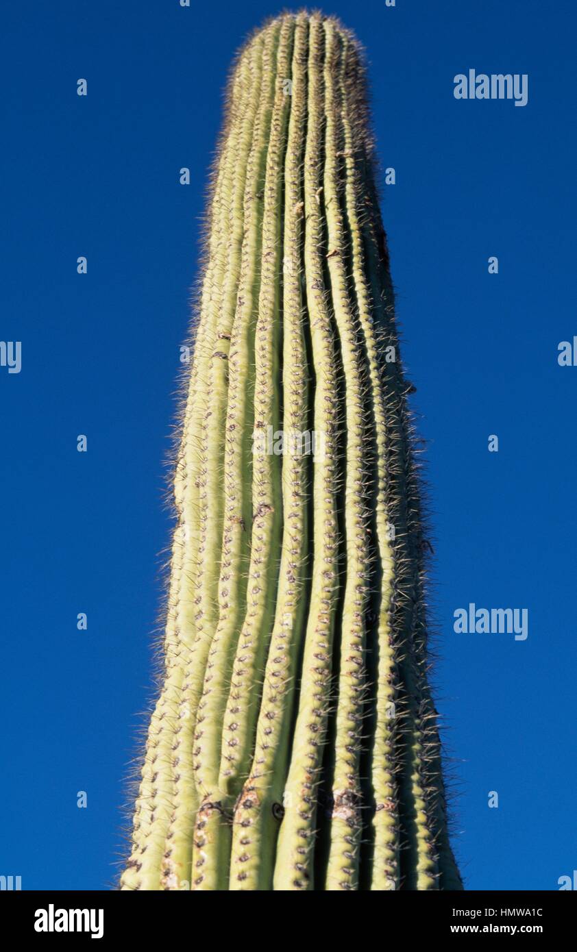 Saguaro (Carnegiea gigantea), Cactaceae, désert de Sonora, environs de Tucson, Arizona, États-Unis d'Amérique. Banque D'Images
