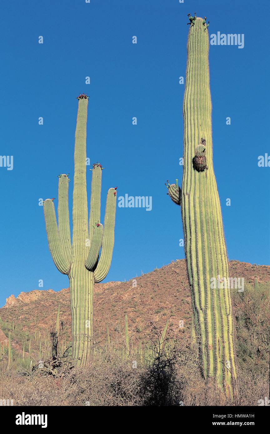 États-unis d'Amérique - l'état d'Arizona - Tucson. Désert de Sonora. (Saguaro cactus Cereus giganteus) Banque D'Images