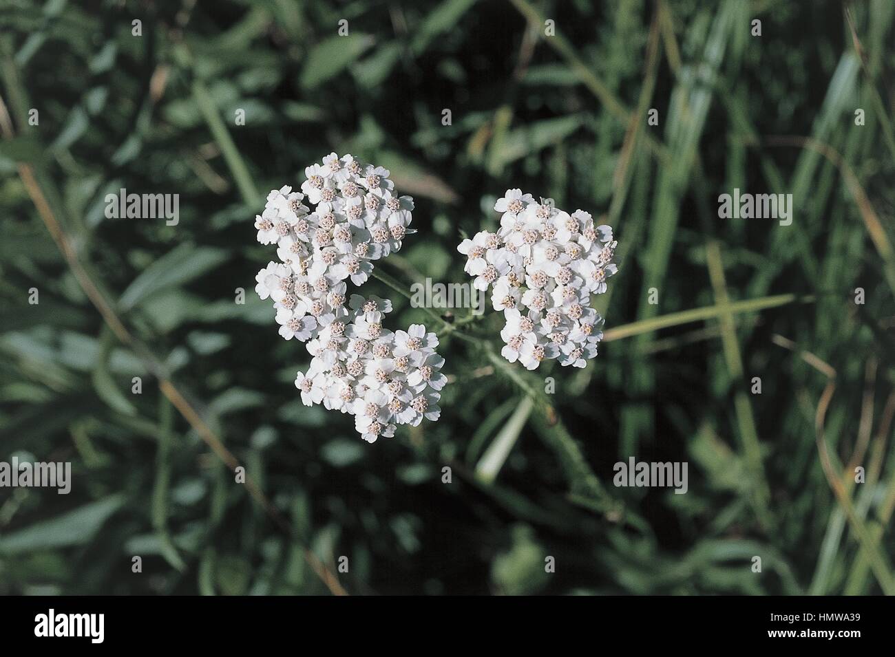 Botanique - des Composées. L'achillée millefeuille (Achillea moschata musc) Banque D'Images