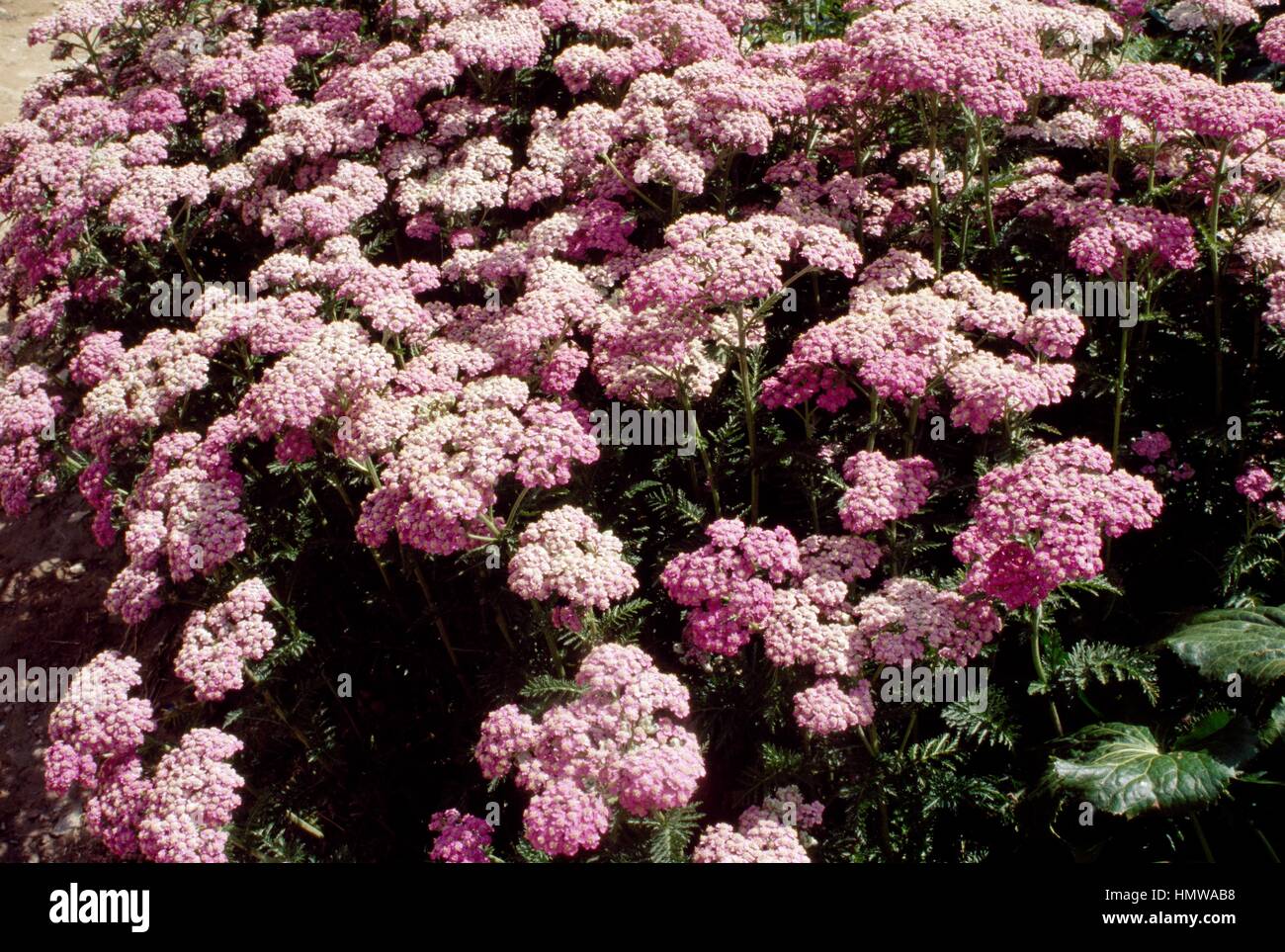 L'achillée ou achillée millefeuille (Achillea millefolium), de la famille des Astéracées. Banque D'Images