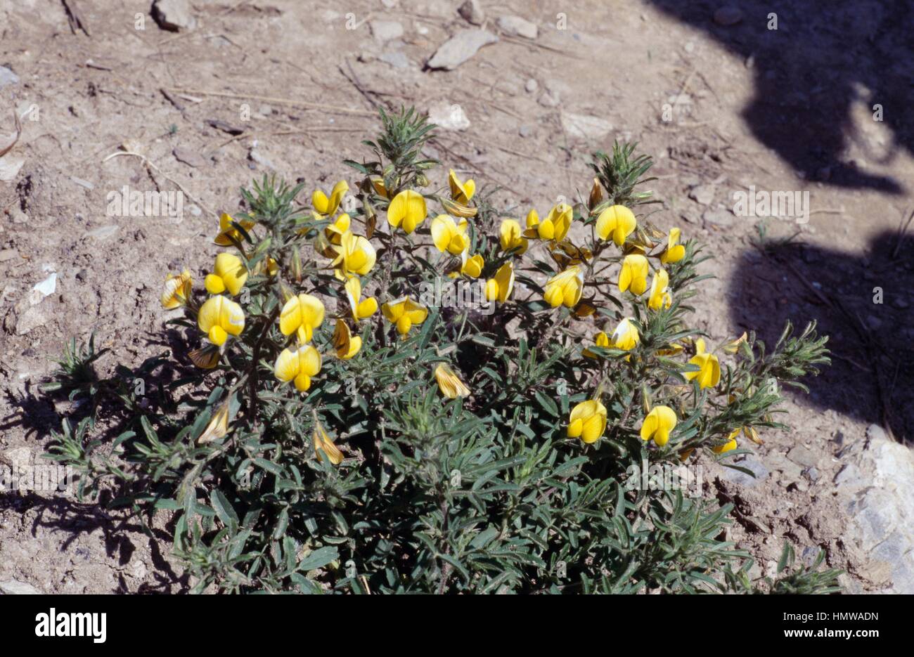 Grand Jaune Restharrow (Ononis natrix), Fabaceae. Banque D'Images